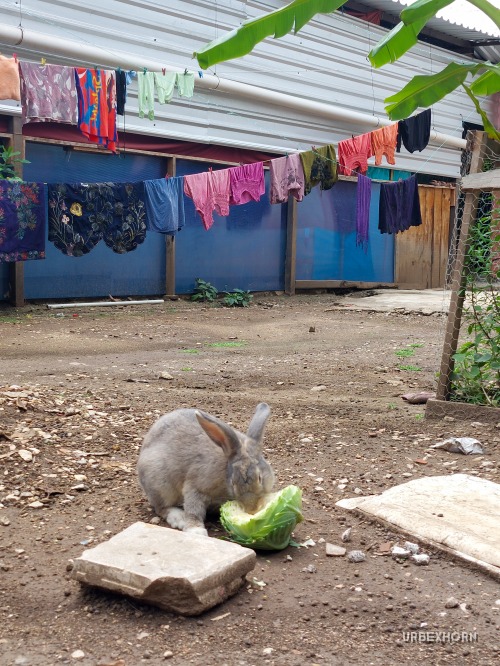 Foto 3 per Through Chiapas